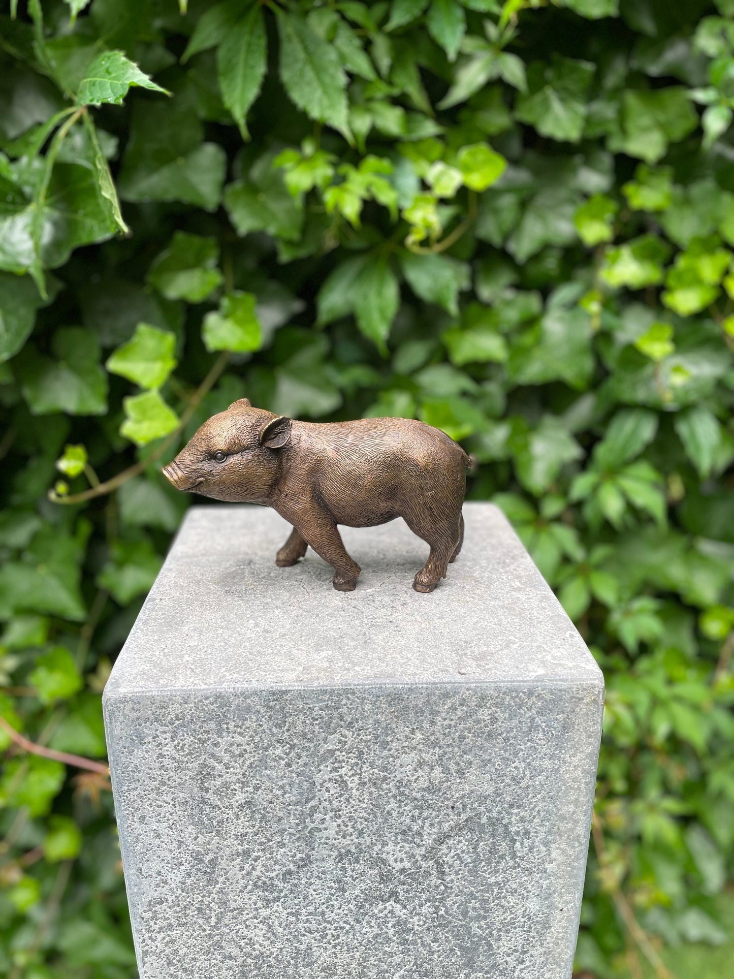 Young Boar – Bronze Sculpture. 18x16x12cm - 1Kg