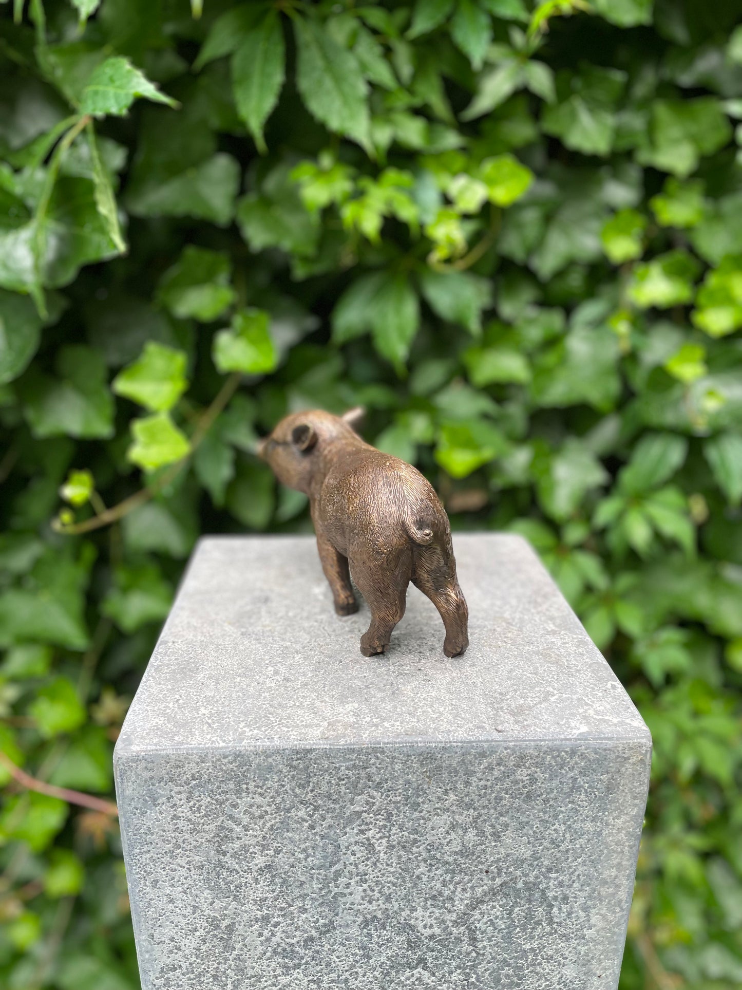 Young Boar – Bronze Sculpture. 18x16x12cm - 1Kg