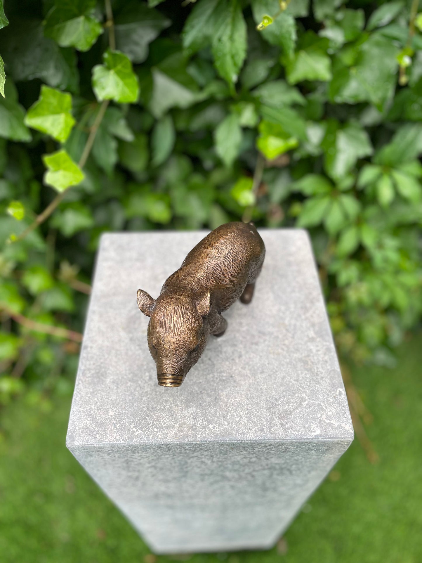 Young Boar – Bronze Sculpture. 18x16x12cm - 1Kg