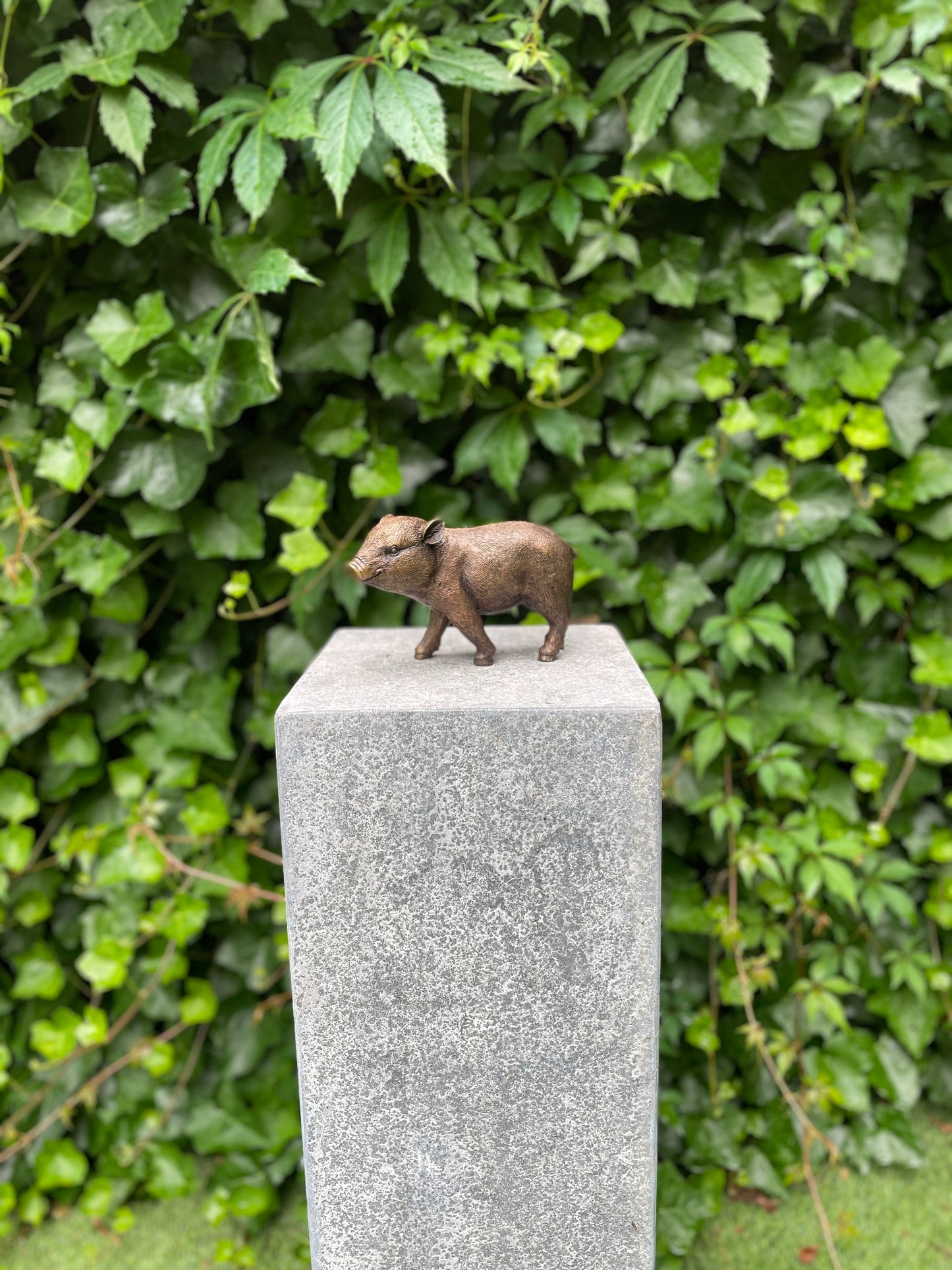 Young Boar – Bronze Sculpture. 18x16x12cm - 1Kg