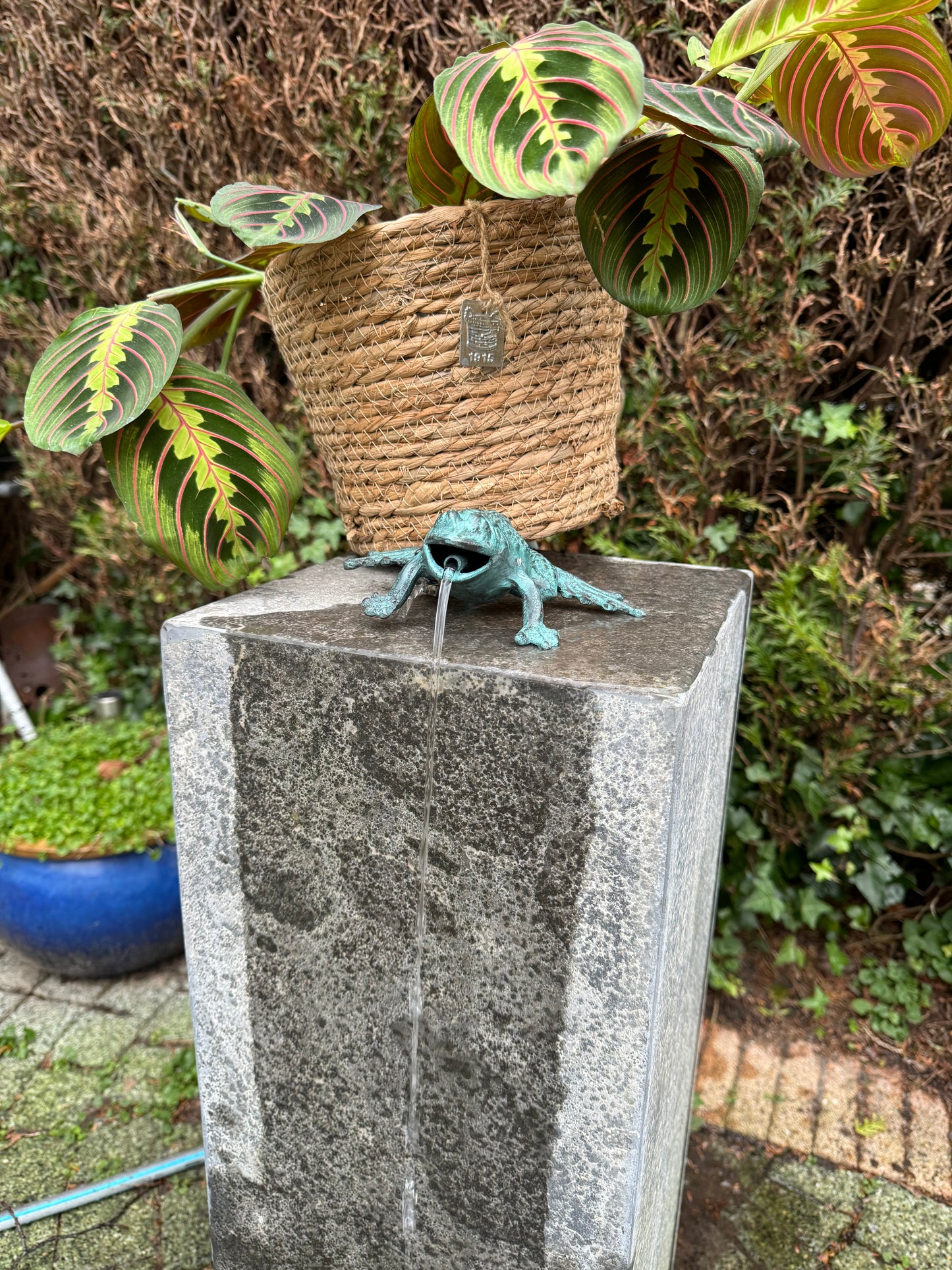 Wall Frog – Bronze Sculpture. 16x10x6cm - 0.9Kg