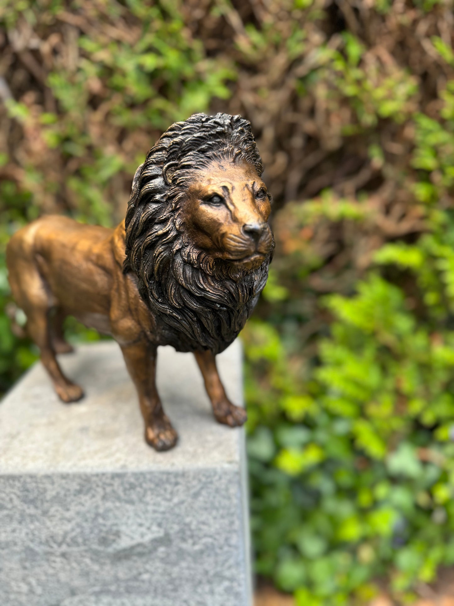 Majestic Lion – Bronze Sculpture. 42x12x26cm - 3.4Kg