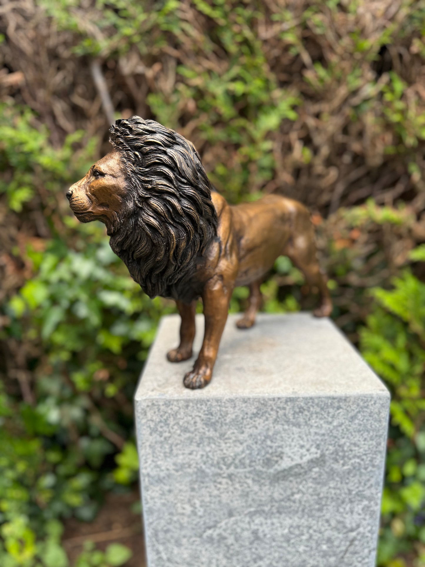 Majestic Lion – Bronze Sculpture. 42x12x26cm - 3.4Kg