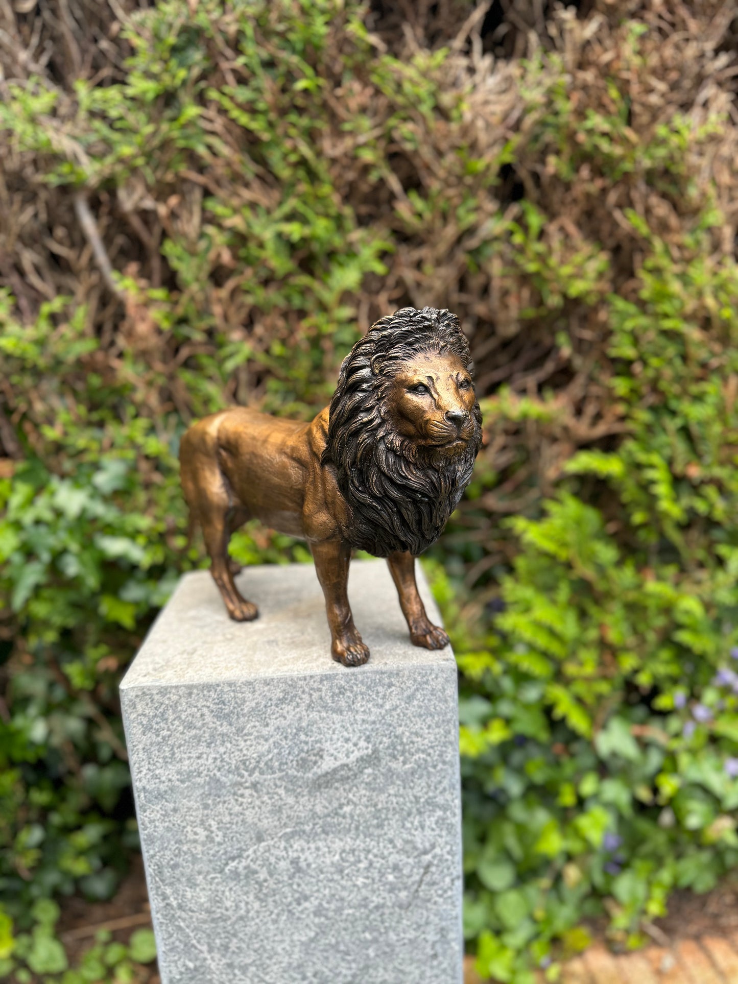 Majestic Lion – Bronze Sculpture. 42x12x26cm - 3.4Kg