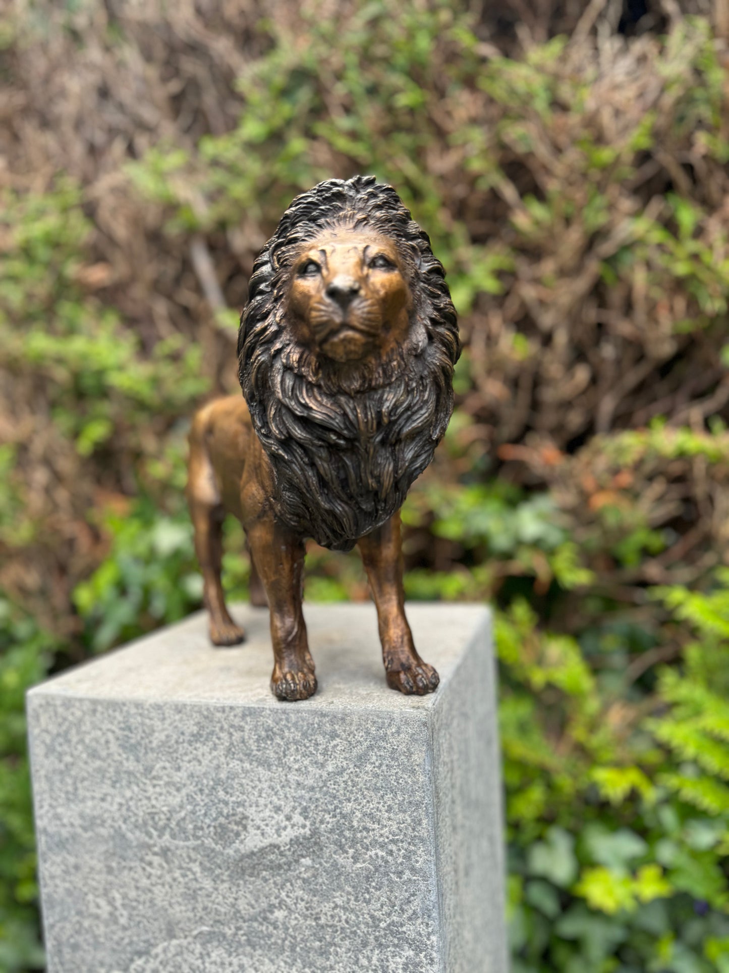 Majestic Lion – Bronze Sculpture. 42x12x26cm - 3.4Kg