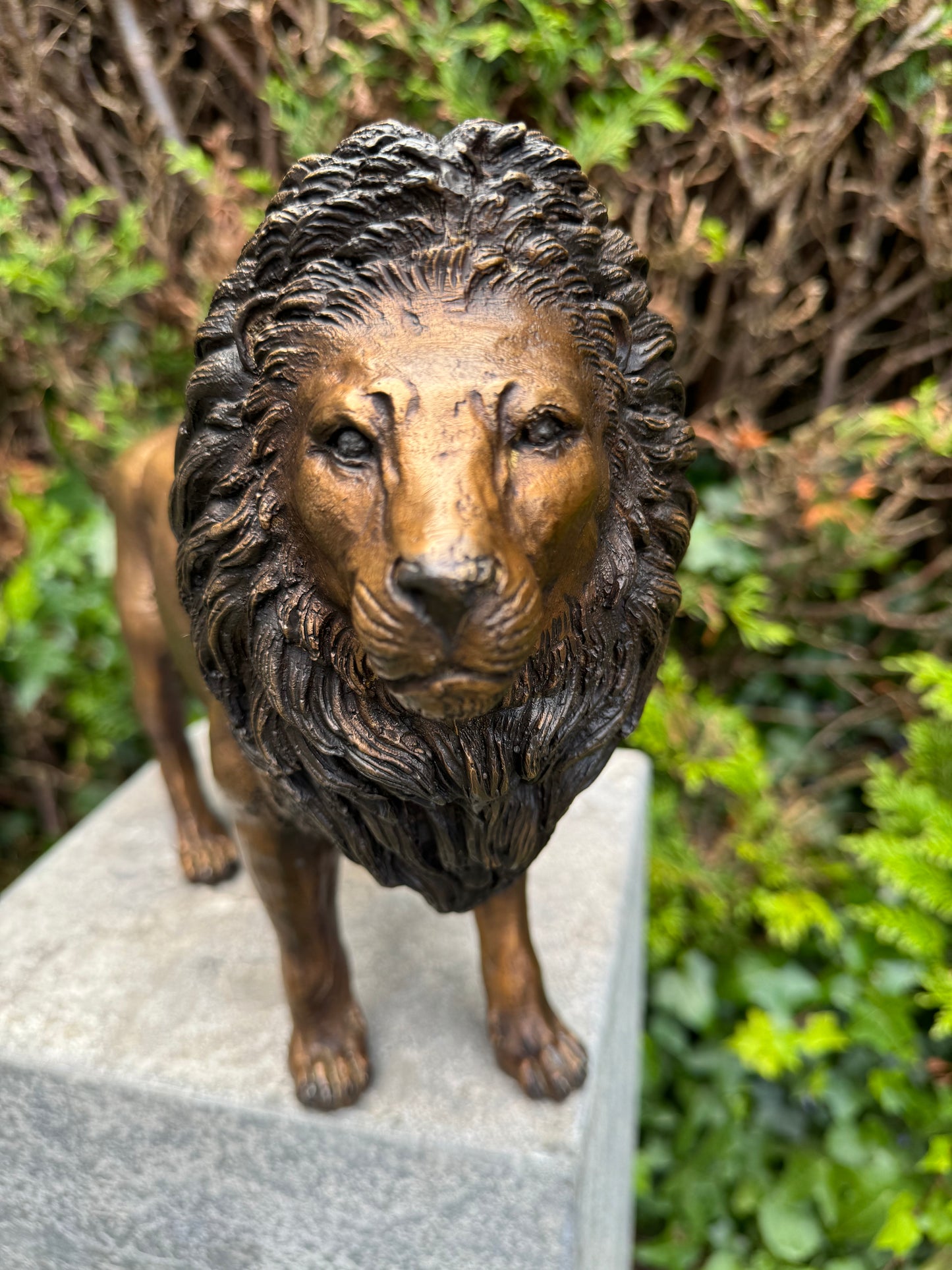 Majestic Lion – Bronze Sculpture. 42x12x26cm - 3.4Kg