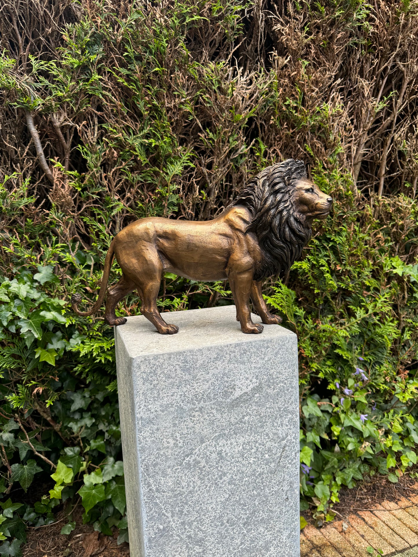 Majestic Lion – Bronze Sculpture. 42x12x26cm - 3.4Kg