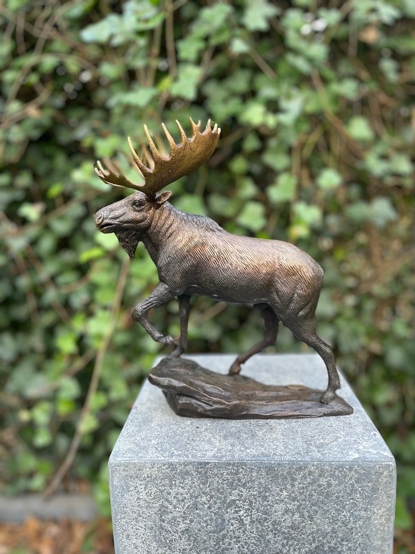 Noble Moose – Bronze Sculpture. 26x15x30cm - 1.5Kg