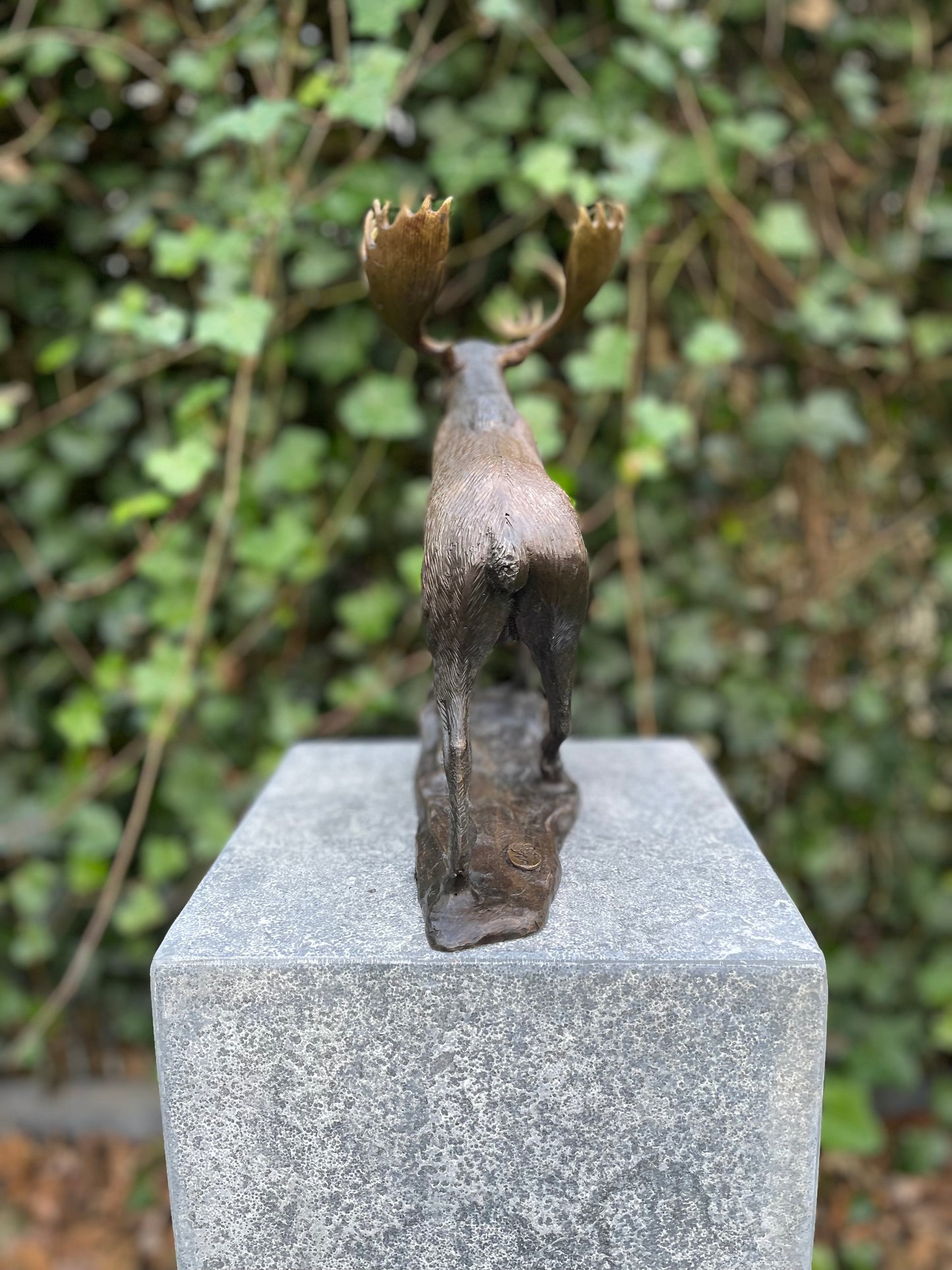 Noble Moose – Bronze Sculpture. 26x15x30cm - 1.5Kg
