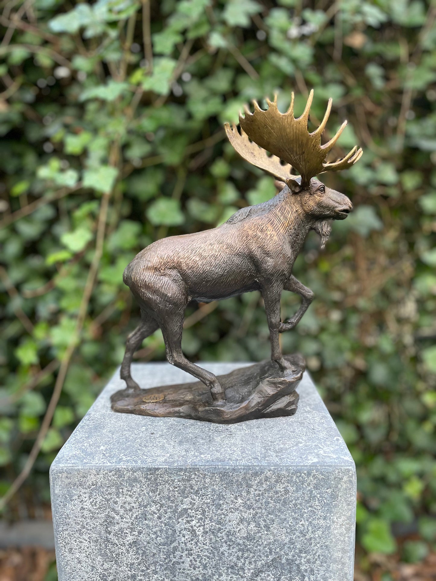 Noble Moose – Bronze Sculpture. 26x15x30cm - 1.5Kg