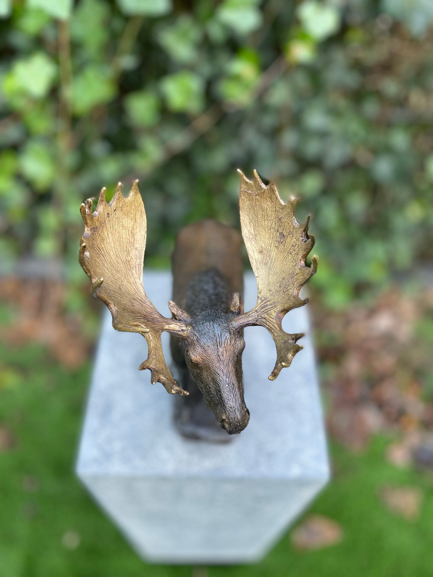Noble Moose – Bronze Sculpture. 26x15x30cm - 1.5Kg