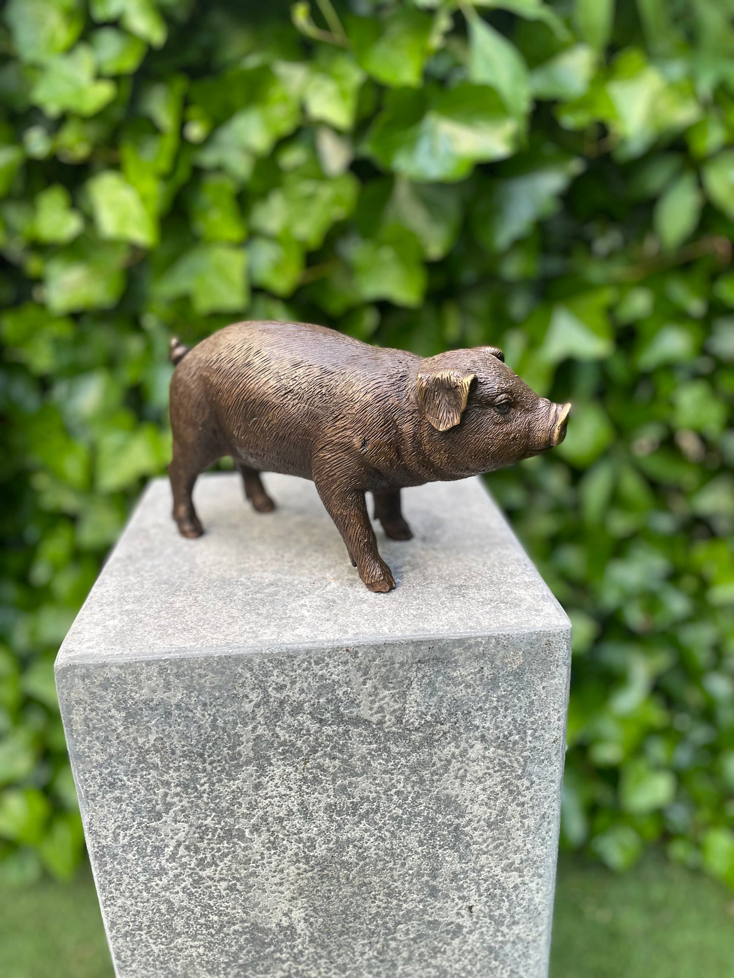 Standing Piglet – Bronze Sculpture. 25x8x12cm - 1.4Kg