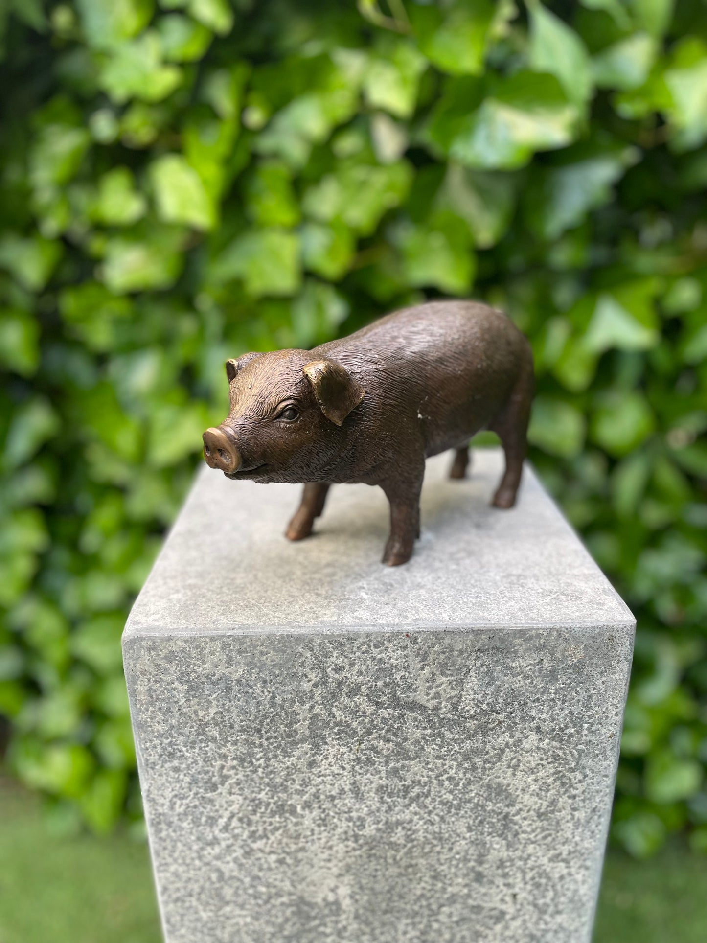 Standing Piglet – Bronze Sculpture. 25x8x12cm - 1.4Kg