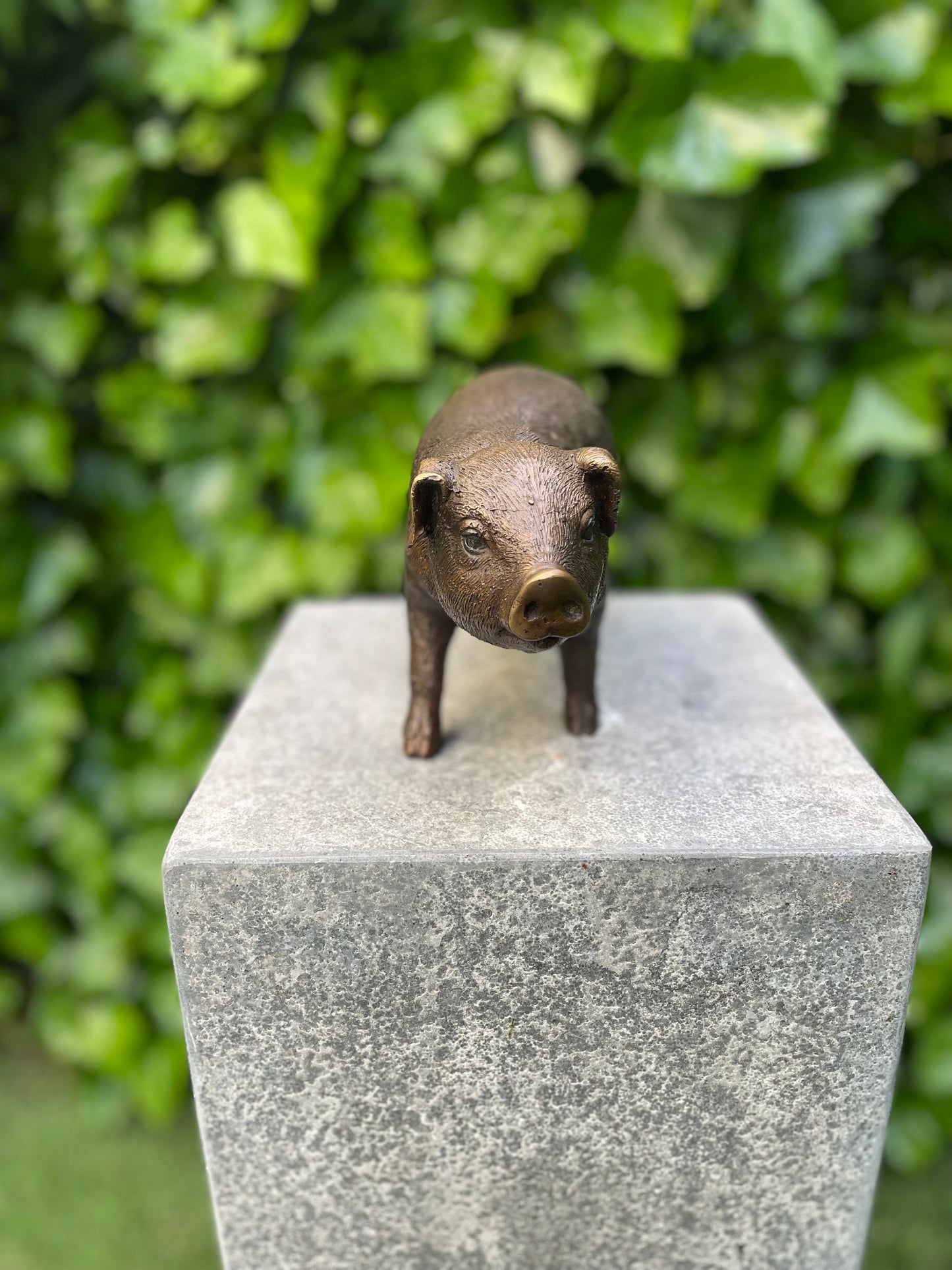 Standing Piglet – Bronze Sculpture. 25x8x12cm - 1.4Kg