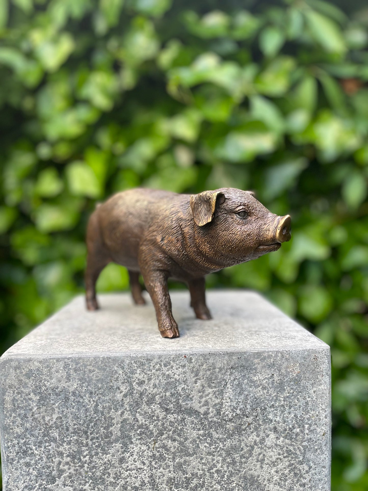Standing Piglet – Bronze Sculpture. 25x8x12cm - 1.4Kg