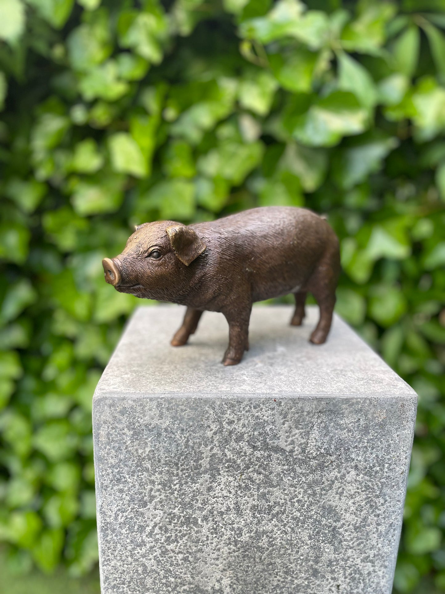 Standing Piglet – Bronze Sculpture. 25x8x12cm - 1.4Kg