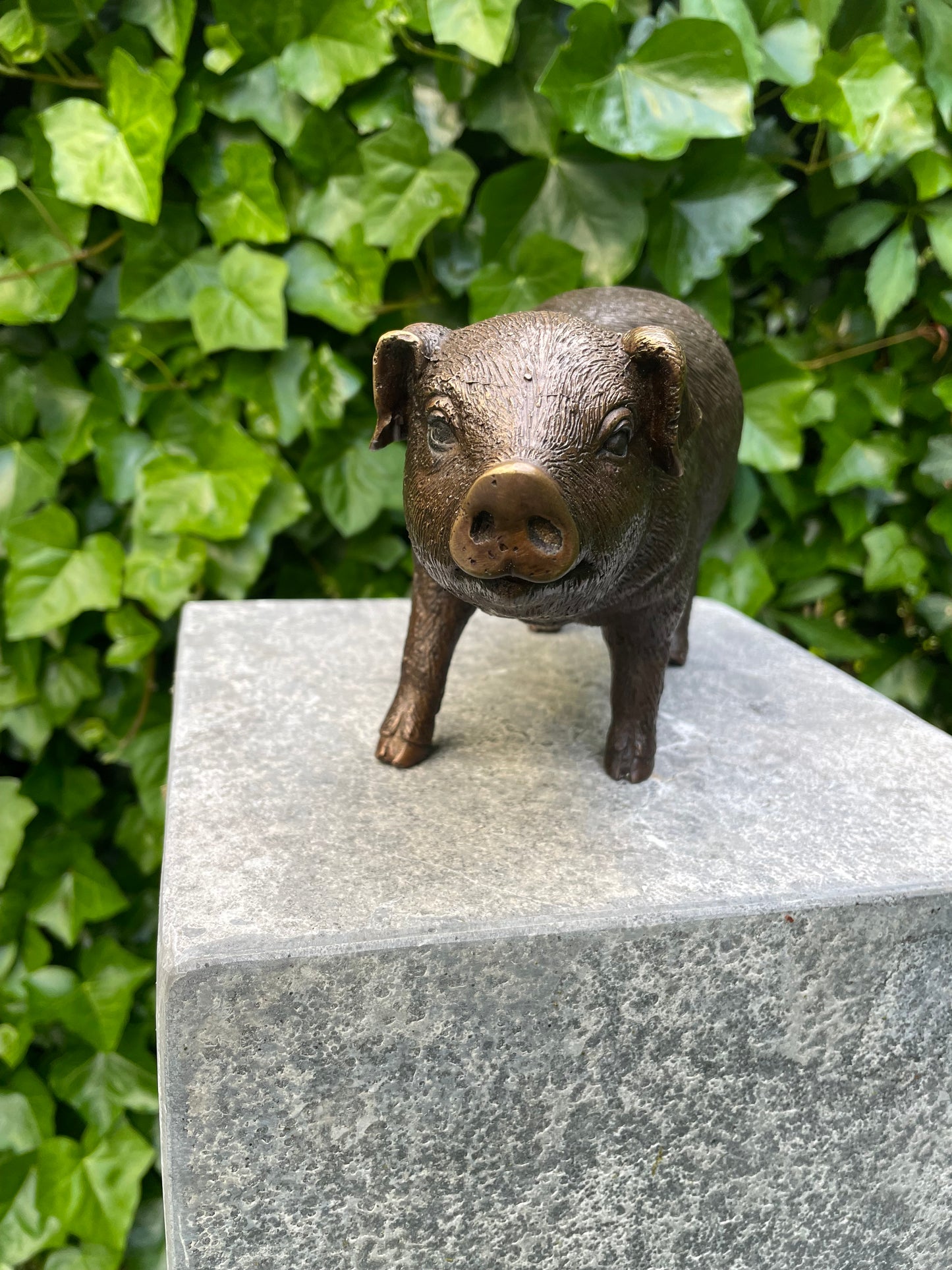 Standing Piglet – Bronze Sculpture. 25x8x12cm - 1.4Kg