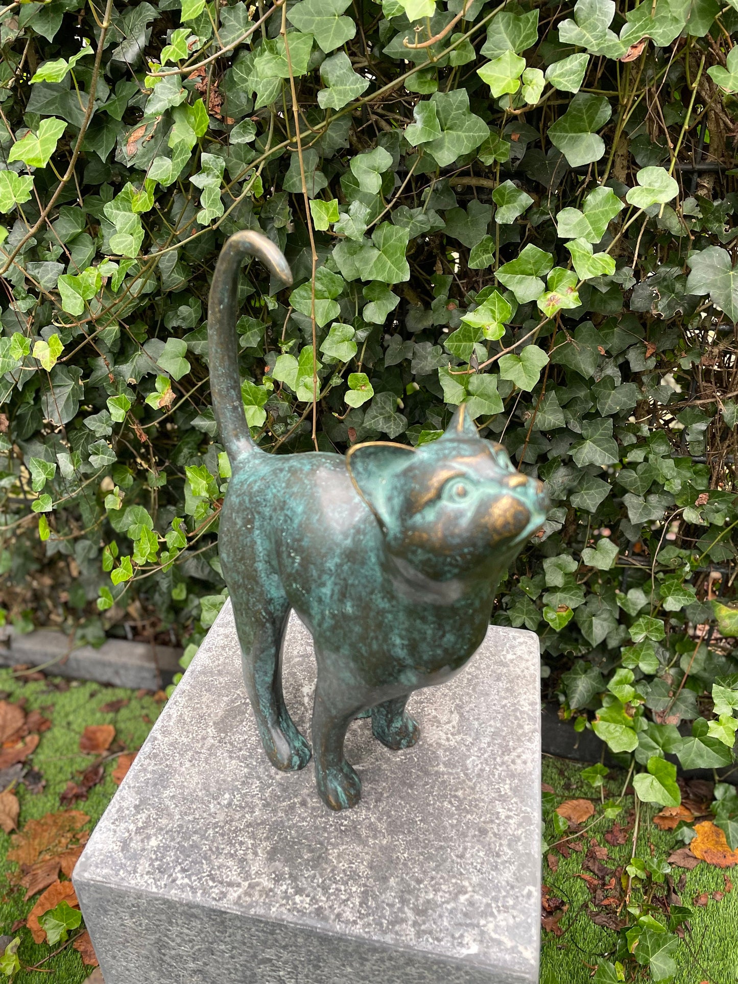 Upward Gaze Cat – Bronze Sculpture. 24x8x31cm