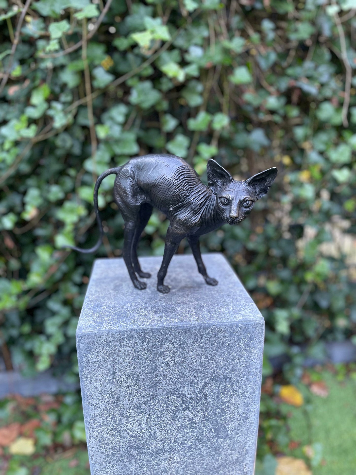 Sphynx Cat – Bronze Sculpture. 22x11x29cm - 1Kg
