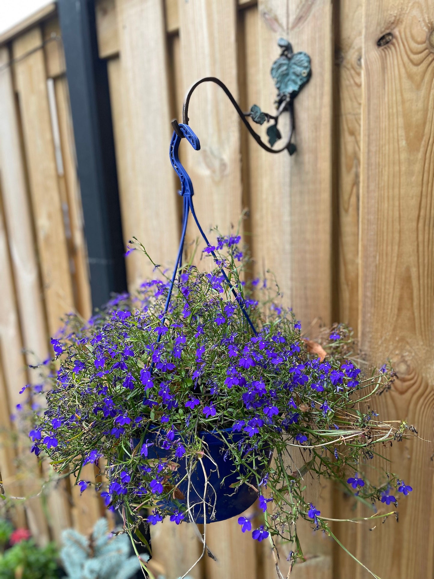 Grape Vine Wall Hook – Bronze Sculpture. 29x8x20cm - 0.4Kg