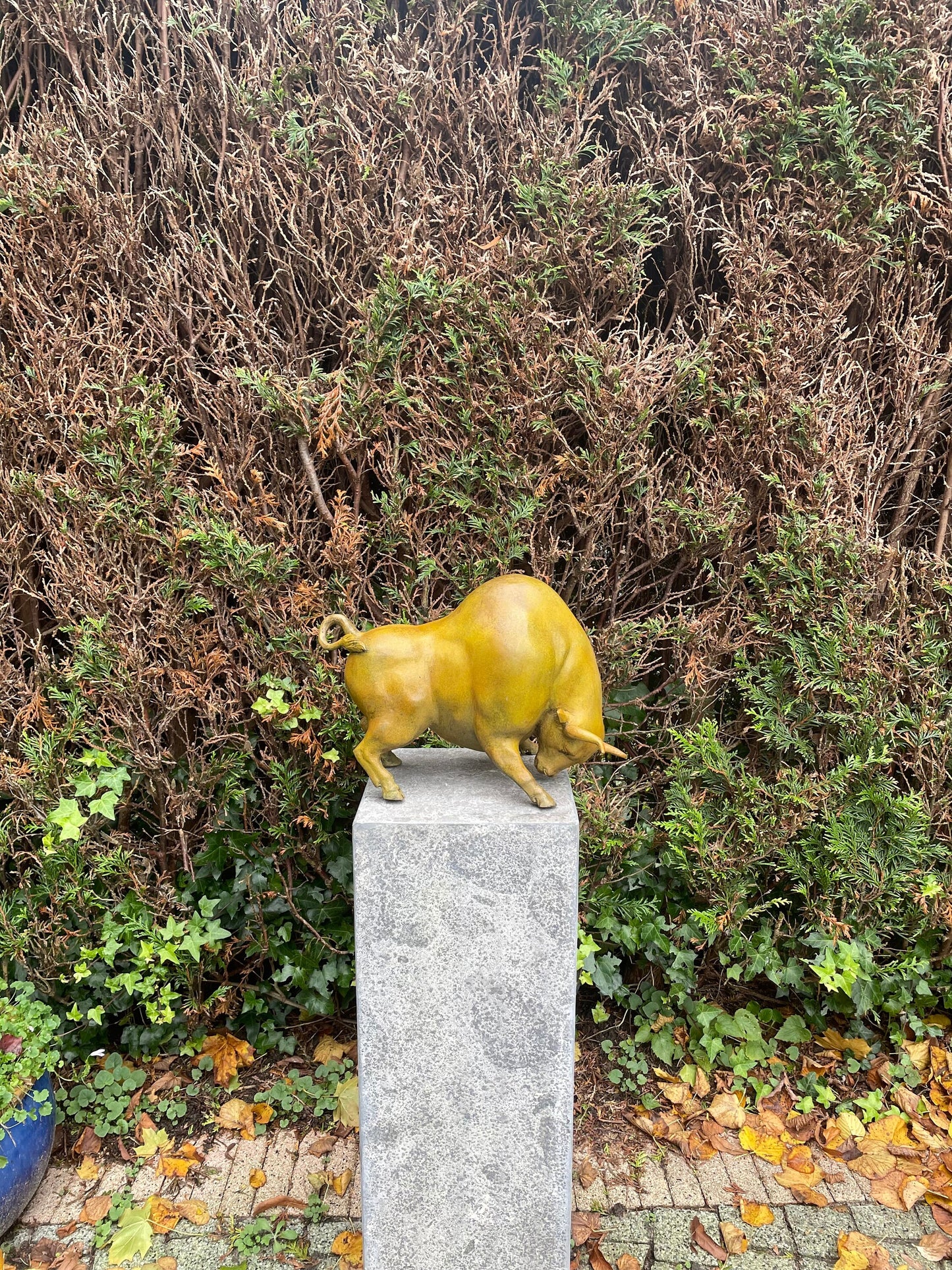 Golden Bull Pose – Bronze Sculpture. 38x20x27cm - 6Kg