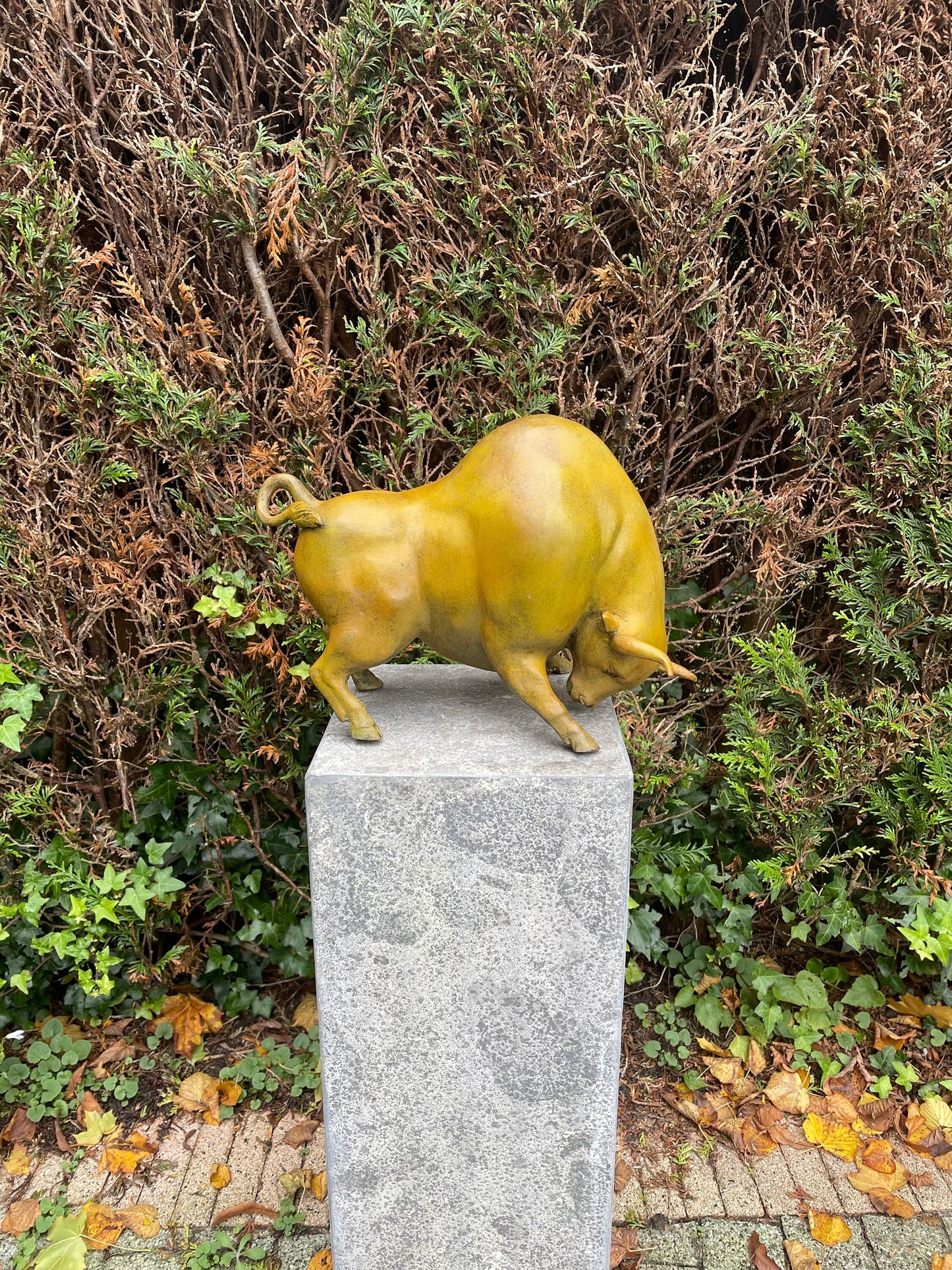 Golden Bull Pose – Bronze Sculpture. 38x20x27cm - 6Kg