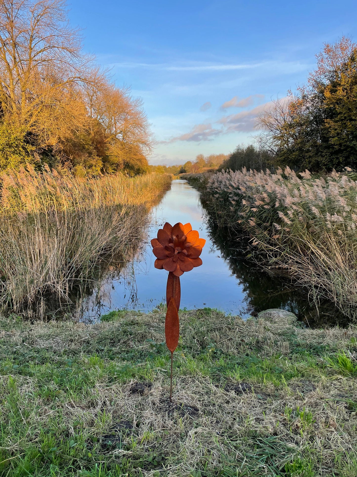 Garden Bloom – Iron Sculpture. 55x1x160cm