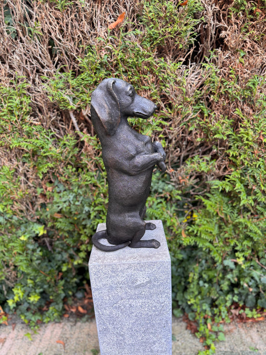 Begging Dachshund – Bronze Sculpture. 24x16x52cm - 7.4Kg