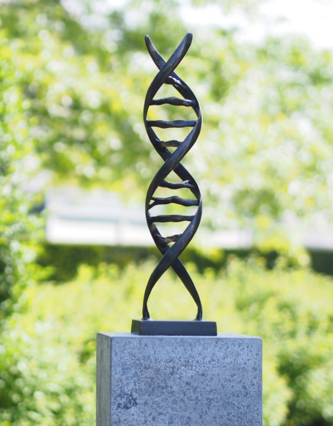 DNA Helix – Bronze Sculpture. 53x13x13cm - 2.7Kg