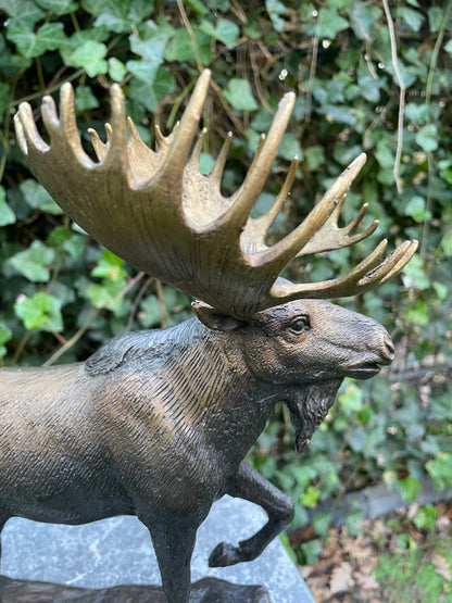 Noble Moose – Bronze Sculpture. 26x15x30cm - 1.5Kg