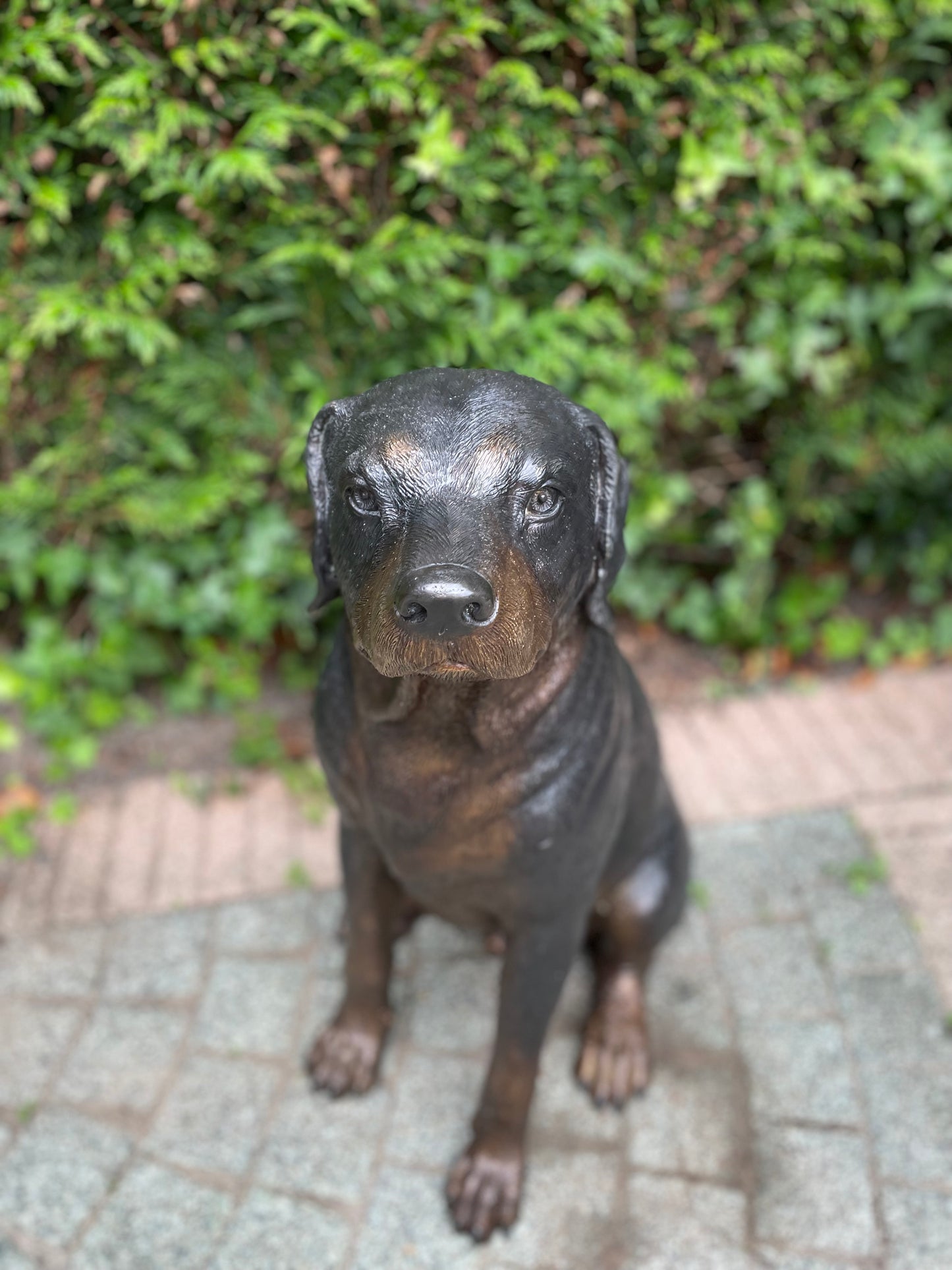 Bronze Rottweiler -  44x35x64cm - 11Kg