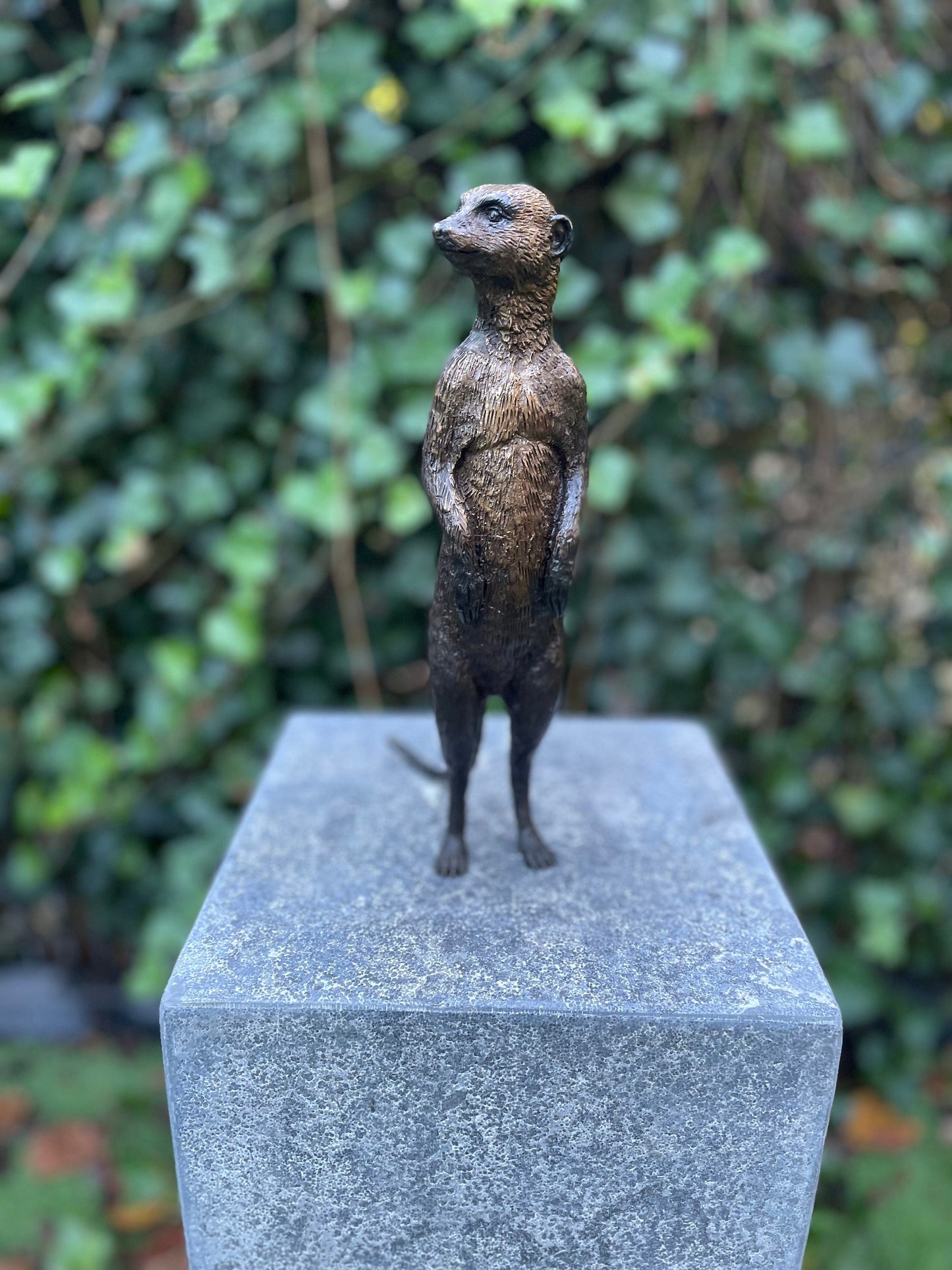 Sentinel Meerkat – Bronze Sculpture. 14x9x28cm